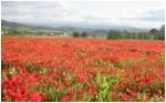Poppies in the Fields of France